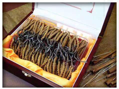 贡嘎冬虫夏草回收